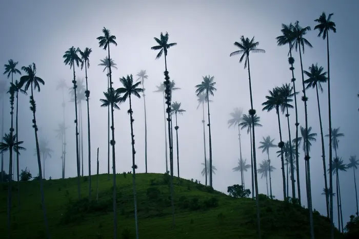 Là loài cây ưa khí hậu vùng núi cao, cọ sáp Quindío mọc thành những quần thể lớn tại nơi có độ cao 2.000 và 3.100 m trên mực nước biển.