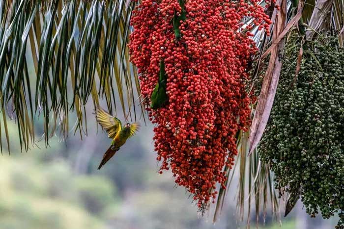 Các quần thể cọ sáp Quindío cung cấp môi trường sống (nguồn thức ăn, nơi trú ẩn, làm tổ…) cho vô số loài động vật khác nhau, gồm nhiều loài vẹt quý hiếm đang bị de đọa.