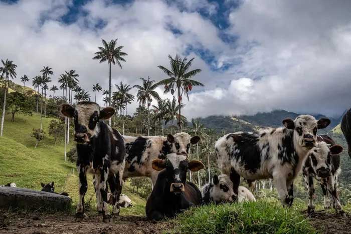 Với đời sống con người, cọ sáp Quindío có khá nhiều công dụng. Quả được dùng làm thức ăn cho gia súc.