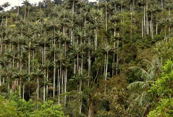 Sinh trưởng tại những khu rừng miền núi ẩm ướt của sườn Đông dãy Andes tại Colombia và Peru, cọ sáp Quindío (Ceroxylon quindiuense) là loài thực vật một lá mầm cao nhất thế giới.