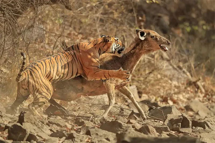 Một con hổ cái Bengal (Panthera tigris tigris) hạ gục hươu Sambar (Rusa unicolor) ở Ranthambhore, Ấn Độ.