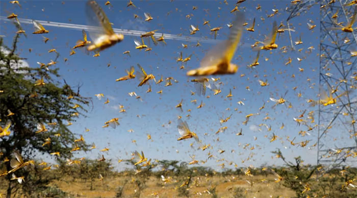 Một đàn châu chấu sa mạc bay qua trang trại gần thị trấn Nanyuki, hạt Laikipia, Kenya (Ảnh: Reuters).