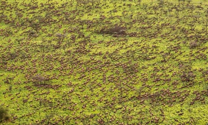 Đàn linh dương tiang trên đường di cư. (Ảnh: Marcus Westberg/African Parks).