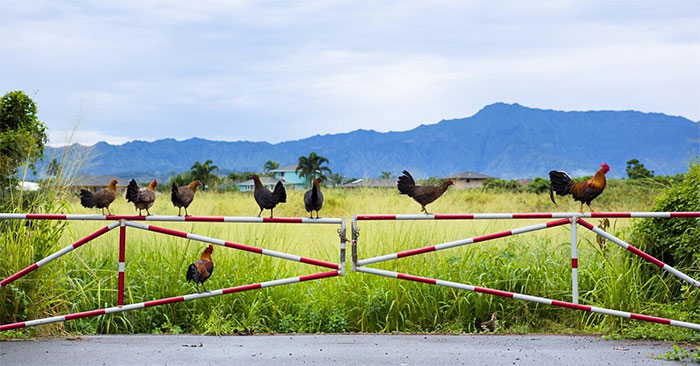 Kauai là đảo lâu đời nhất của quần đảo Hawaii. Với diện tích 1,456.4km vuông, đây là đảo lớn thứ 4 trong các hòn đảo thuộc quần đảo Hawaii và đảo lớn thứ 21 tại Hoa Kỳ. Gà hoang ở Kauai có lịch sử phong phú kéo dài hàng thế kỷ, mỗi thời đại đều góp phần tạo nên sự đa dạng độc đáo của chúng. Từ sự xuất hiện của người Polynesia và sự du nhập của loài gà đến sự lai tạo do những người định cư châu Âu mang đến, cho đến những cơn bão vô tình thả đàn gia cầm vào tự nhiên.