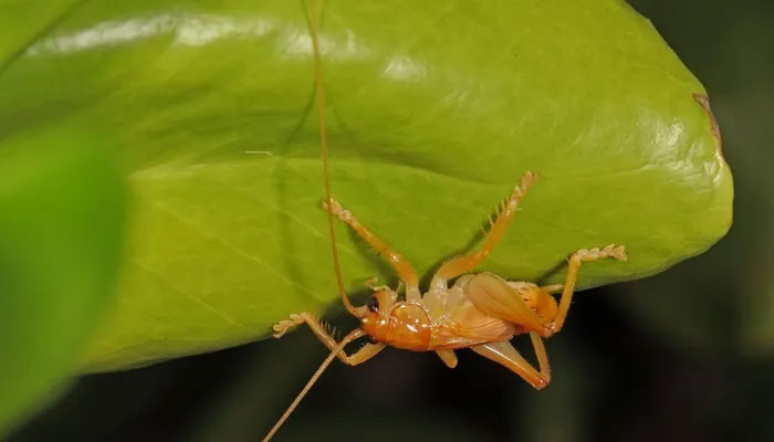 Dế cuốn lá (Hyalogryllacris subdebilis) dài 4 cm, là côn trùng bản địa của Australia. Loài này có cơ thể màu nâu vàng, sống trên lá cây. Con trưởng thành có cánh và râu dài, trong đó râu có thể dài gấp ba lần cơ thể. (Ảnh: BunyipCo).