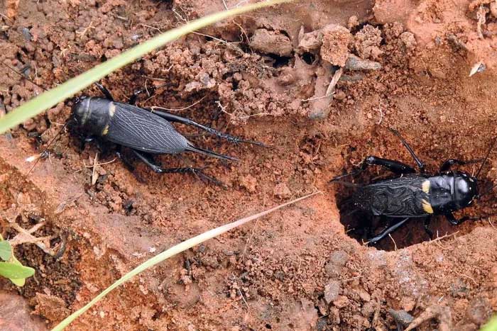 Dế đen Địa Trung Hải (Gryllus bimaculatus) dài 2,8-3 cm, phân bố rộng ở Nam Âu và một số nơi ở châu Phi và châu Á. Chúng sống trên mặt đất, dưới gỗ hoặc các mảnh vụn. (Ảnh: iNaturalist).