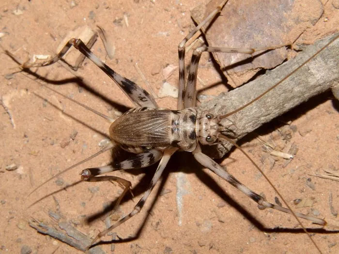 Dế hang châu Phi (Phaeophilacris geertsi) dài 2 cm, phân bố ở Trung Phi. Loài này chuyên ăn xác thối của cả động vật và thực vật. Chúng có râu rất dài, thích nghi với đời sống trong các sinh cảnh chật hẹp, tối tăm. (Ảnh: Encyclopedia of Life).