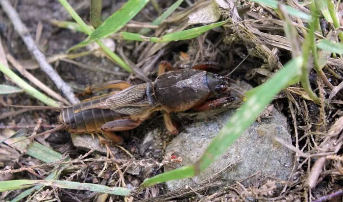 Dế chũi châu Âu (Gryllotalpa gryllotalpa) dài 4-4,5 cm, phân bố ở châu Âu. Loài này dùng đôi chân trước khỏe để đào bới giống một con chuột chũi nhỏ. Chúng sống ở các đồng cỏ và bờ dốc gần sông, nơi đất ẩm và pha cát. (Ảnh: iNaturalist).