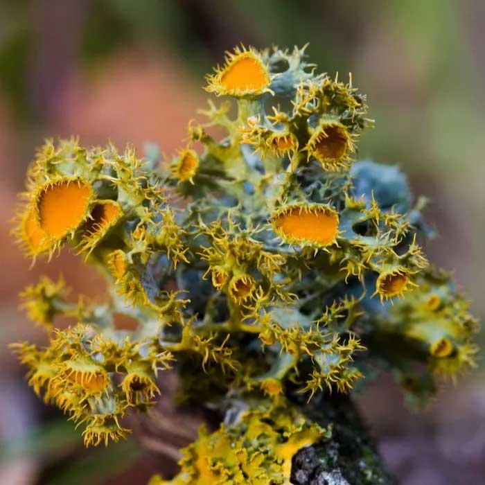 Địa y mắt vàng (Teloschistes chrysophthalmus) dài 3-8 cm, phân bố ở lục địa Á – Âu, châu Mỹ và các vùng nhiệt đới. Loài địa y nguy cấp này mọc trên cây bụi và cây gỗ nhỏ trong các vườn cây ăn quả và bờ giậu. Các thùy phân nhánh của chúng tạo ra đĩa lớn màu cam.