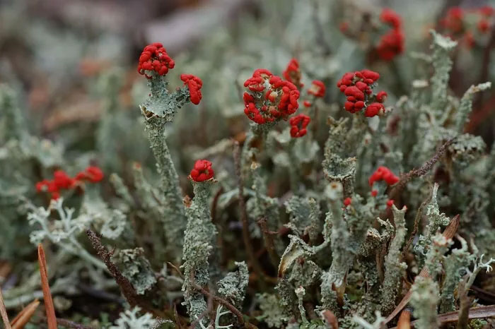 Địa y que diêm (Cladonia floerkeana) dài 1-5 cm, phổ biến trên đất than bùn ở lục địa Á – Âu và Bắc Mỹ. Chúng có dạng vỏ tạo nên từ nhiều vảy xám xanh, từ đó mọc lên những cuống có thể quả mở màu đỏ tươi ở ngọn.