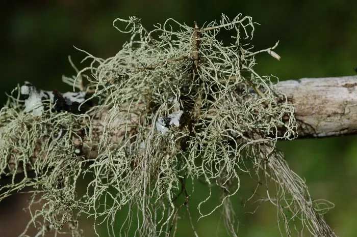 Địa y râu (Usnea filipendula) dài 5-15 cm, phân bố ở các vùng núi phía Bắc của Bắc bán cầu. Chúng tạo thành búi màu xanh lòng thòng rủ xuống từ cây gỗ. Các thể quả mở có gai hình thành ở phần ngọn.