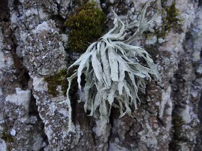 Địa y sụn (Ramalina fraxinea) dài 3-10 cm, sinh trưởng trên cây gỗ ở lục địa Á – Âu và Bắc Mỹ. Chúng có cành dẹt mà xanh xám lấm tấm những thể quả mở.