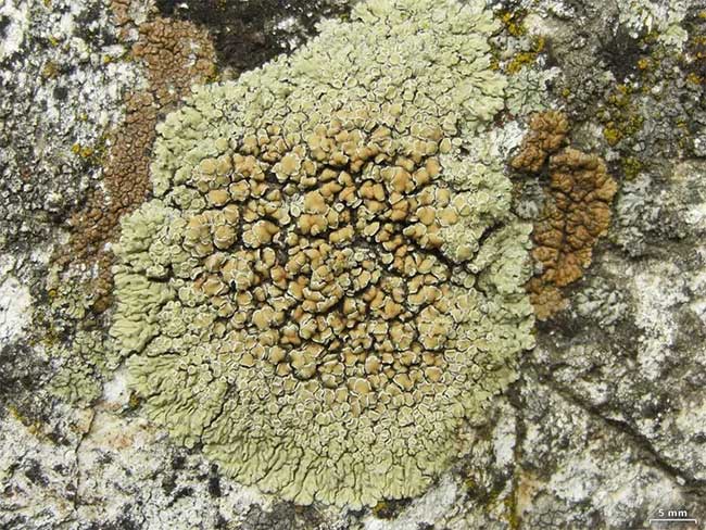 Địa y tường đá vành tròn (Lecanora muralis) dài 3-10 cm, thường mọc trên bề mặt bê tông và đá ở lục địa Á – Âu và Bắc Mỹ. Chúng có các thùy màu lục xám xòe ra ngoài.