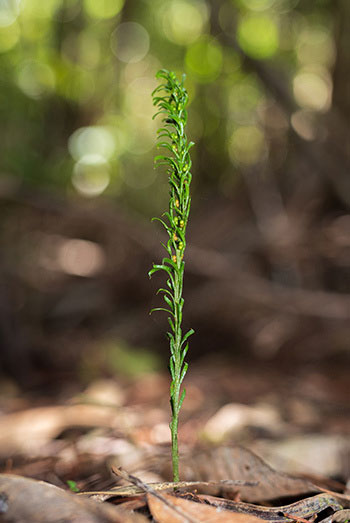 Dương xỉ New Caledonia sở hữu bộ gene lớn nhất thế giới. (Ảnh: Pol Fernandez/Institut Botanic de Barcelona (CSIC)/AFP).