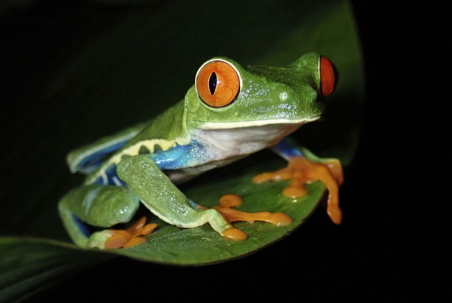 Agalychnis callidryas là một loài ếch sặc sỡ và độc đáo với vai trò quan trọng trong hệ sinh thái rừng nhiệt đới. Tuy nhiên, số lượng của chúng đang giảm sút do mất môi trường sống và buôn bán thú cưng. Cần có những biện pháp bảo tồn để bảo vệ loài ếch này.