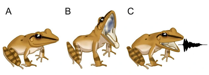 Minh họa hành vi la hét của ếch lá.