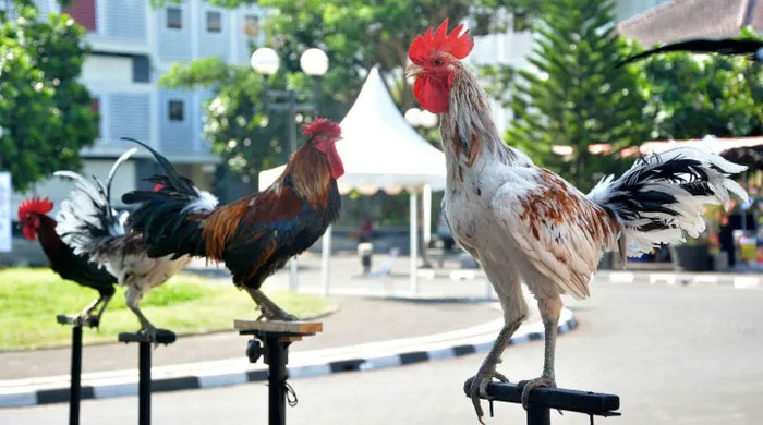 Trong quá khứ giống gà Ayam Ketawa được coi là một biểu tượng quyền lực của gia đình hoàng gia 