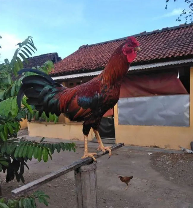 Hằng năm, tại Indonesia, có các cuộc thi tiếng gáy dành cho 