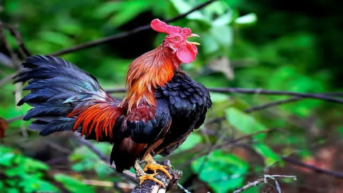 Gà cười Indonesia (Ayam Ketawa) hay gà Thần Tài hay gà Vua (Ayam Raja) vì chỉ các vị Vua Burgis mới được phép nuôi loài gà trống này, chúng là một giống gà có nguồn gốc từ Indonesia.