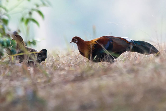 Gà hoang của Kauai một phần có nguồn gốc từ gà rừng đỏ (Gallus gallus), một loài gà lôi nhiệt đới thuộc họ Phasianidae phân bố khắp Đông Nam Á và một phần Nam Á, và được người Polynesia đưa đến đảo cách đây 800-1000 năm.