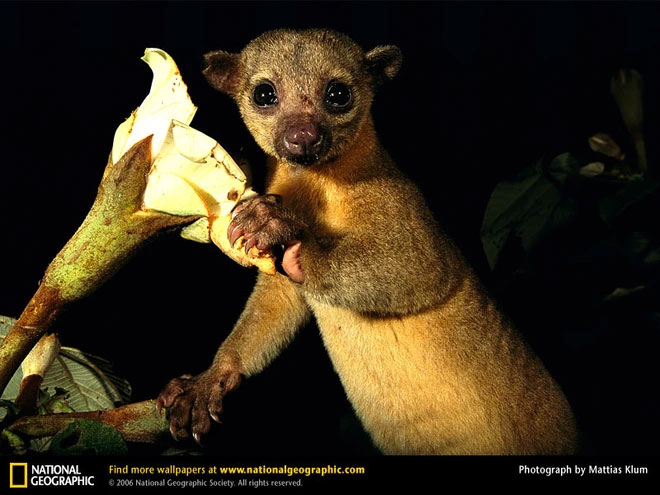  Một con gấu mèo Kinkajous bên bông hoa ưa thích. (Nguồn: National Geographic)