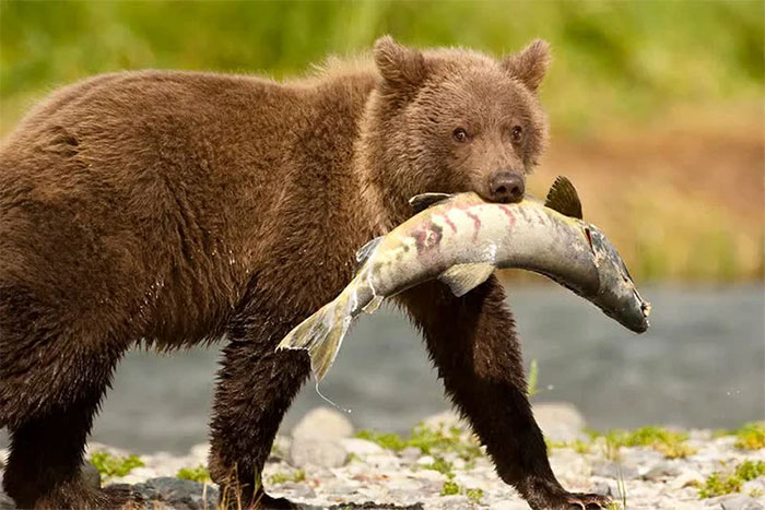 Gấu xám Bắc Mỹ (Ursus arctos horribilis) săn cá hồi hồng ở Vườn quốc gia Katmai, Alaska, Mỹ.