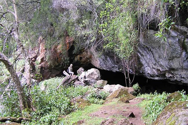 Vật chủ ban đầu chứa virus Marburg là dơi ăn quả châu Phi, có tên gọi Rousettus aegyptiacus. Dơi ăn quả bị nhiễm virus Marburg không có dấu hiệu bệnh rõ ràng, khó nhận biết. Nhưng các loài linh trưởng (bao gồm cả con người) mắc bệnh có thể phát triển triệu chứng nghiêm trọng, tỷ lệ tử vong cao tương tự với Ebola.