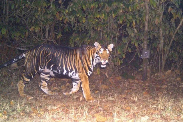 Hổ đen là một biến thể quý hiếm của Hổ hoàng gia Bengal (danh pháp khoa học: Panthera tigris tigris). (Ảnh: Parveen Kaswan, IFS).