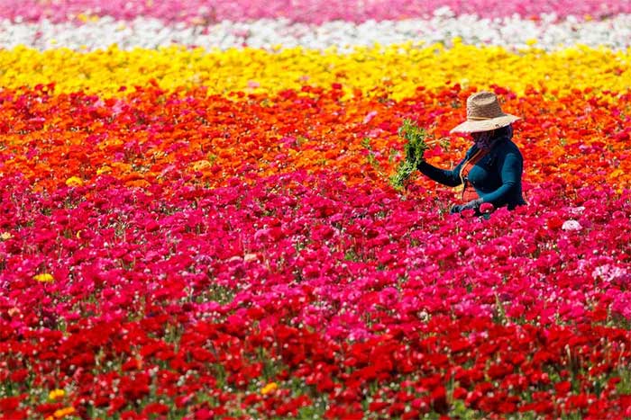 Hoa Tecolote Ranunculus khổng lồ tại Cánh đồng hoa ở Carlsbad, California, Mỹ. (Nguồn: Reuters).