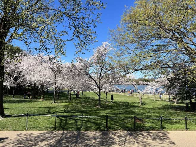 Hoa anh đào nở rộ bên bờ hồ Tidal Basin ở thủ đô Washington (Mỹ). (Ảnh: Kiều Trang/TTXVN)