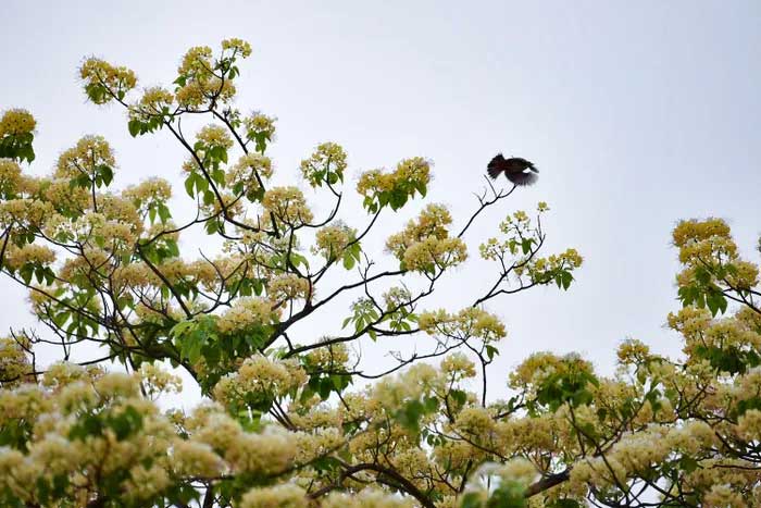 Hương hoa bún thơm nhất vào đêm và sáng sớm.