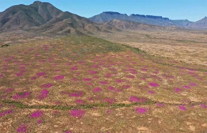 Hoa tím mọc trên các gò mối có tuổi đời hàng chục ngàn năm ở Namaqualand, Nam Phi - (Ảnh: Jannick Niewoudt and Alastair Potts).