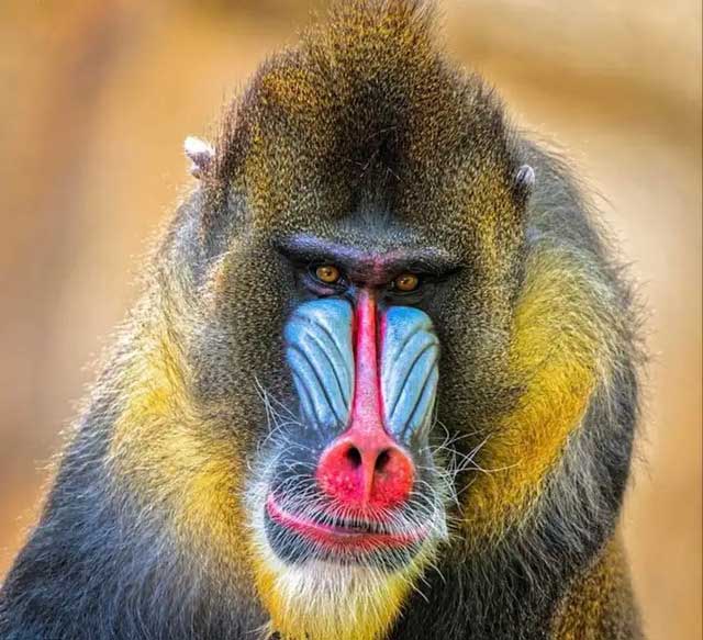 Khỉ Mandrill có chiếc mũi đỏ rực rỡ, đặc biệt ở con đực. Chiếc mũi này có nhiều nếp nhăn và sưng tấy, và có thể thay đổi màu sắc theo tâm trạng và sức khỏe của con khỉ. Khỉ Mandrill là loài động vật xã hội, sống theo bầy đàn lên tới 200 cá thể. Bầy đàn do con đực thống trị, và con đực sử dụng chiếc mũi đỏ và tiếng kêu to để thu hút con cái. Khỉ Mandrill ăn tạp, ăn trái cây, lá cây, côn trùng và động vật nhỏ.Sinh sản: Khỉ Mandrill mang thai khoảng 230 ngày và sinh một con. Con non được