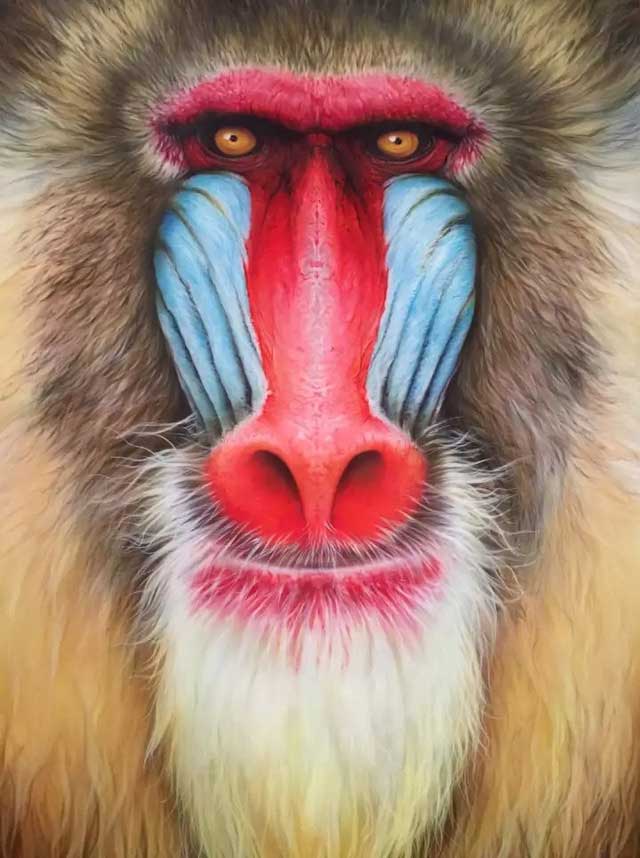 Khỉ Mandrill được xếp vào loại sắp bị đe dọa bởi Liên minh Bảo tồn Thiên nhiên Quốc tế (IUCN). Một số nỗ lực bảo tồn đang được thực hiện để bảo vệ loài khỉ này, bao gồm bảo vệ môi trường sống và nâng cao nhận thức của cộng đồng.