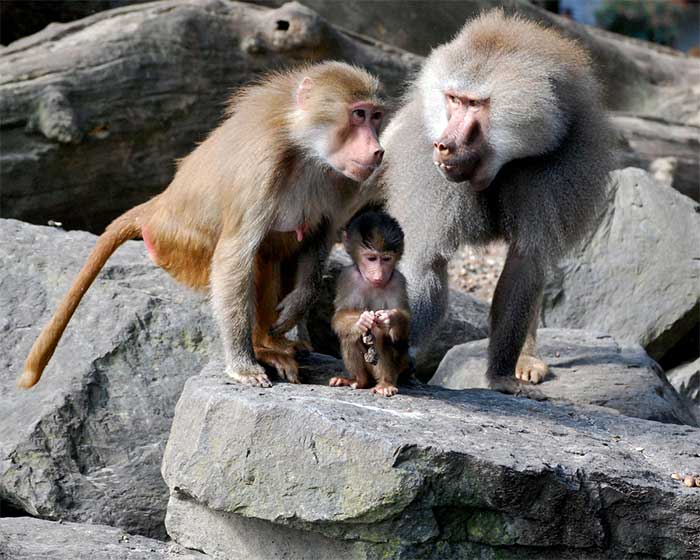 Khỉ đầu chó hay gọi tắt là khỉ chó, là một chi động vật có vú trong họ Cercopithecidae, bộ Linh trưởng. Chi này được Erxleben miêu tả năm 1777. Loài điển hình của chi này là Cynocephalus papio Desmarest, 1820. Chi này thuộc phân họ Cercopithecinae, tổng cộng có năm loài. (Ảnh: American Journal Of Primatology).