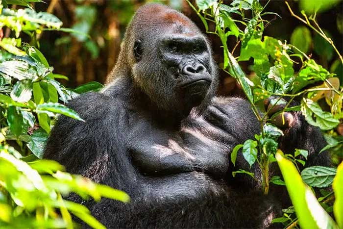 Một con khỉ đột đực vùng thấp miền Tây trưởng thành (Gorilla gorilla gorilla) nằm trong khu rừng rậm ở Cộng hòa Trung Phi.