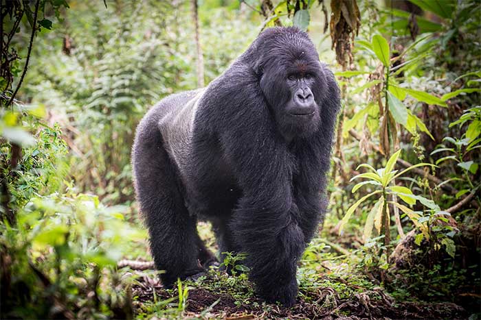 Khỉ đột núi (Gorilla beringei beringei) là một trong hai phân loài khỉ đột phía đông, gồm hai quần thể. Một quần thể được tìm thấy ở núi lửa Virunga ở Trung Phi, thuộc về ba vườn quốc gia: Mgahinga, ở tây nam Uganda; Volcanoes, ở tây bắc Rwanda; và Virunga ở đông Cộng hòa Dân chủ Congo. Quần thể còn lại được tìm thấy ở Vườn quốc gia cấm Bwindi tại Uganda. (Ảnh: eLife).