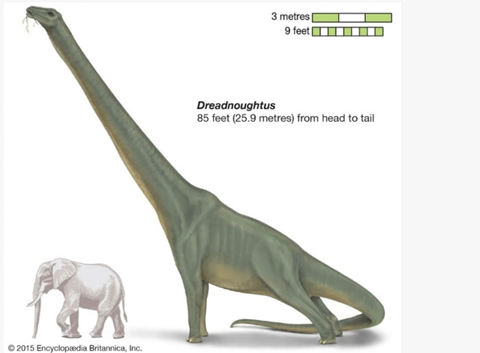 Đây là loài khủng long lớn nhất với tổng chiều dài khoảng 26 mét. (Ảnh: Britannica).