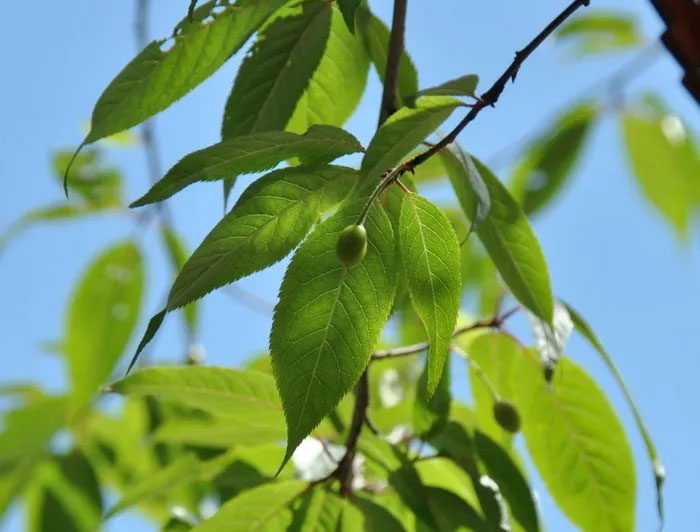 Lá cây anh đào Tây Tạng mọc so le, dài 5–10 cm , rộng 1,5–2,0 cm, mép có răng cưa. (Ảnh: Van den Berk Nurseries).