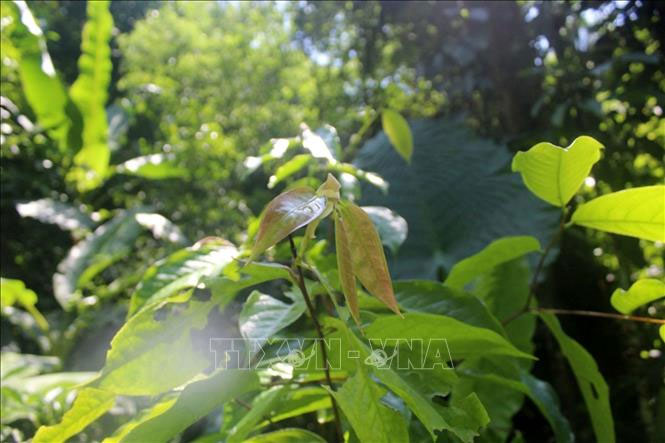 Lá cây Trà hoa trái mỏng (Camellia pleurocarpa) tại khu Bảo tồn thiên nhiên Pù Luông. (Ảnh: TTXVN)