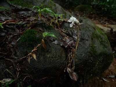 Phần gân lá của lan kim tuyến óng ánh như có kim tuyến. (Ảnh: VNUA).