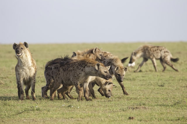 Linh cẩu là một trong những loài động vật ăn thịt tham lam nhất trên cạn. (Ảnh: NatGeo)