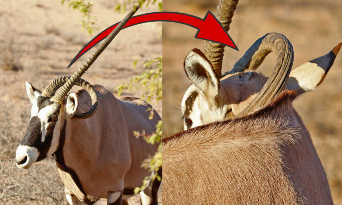 Linh dương gemsbok với chiếc sừng uốn cong. (Ảnh: Latest Sightings).