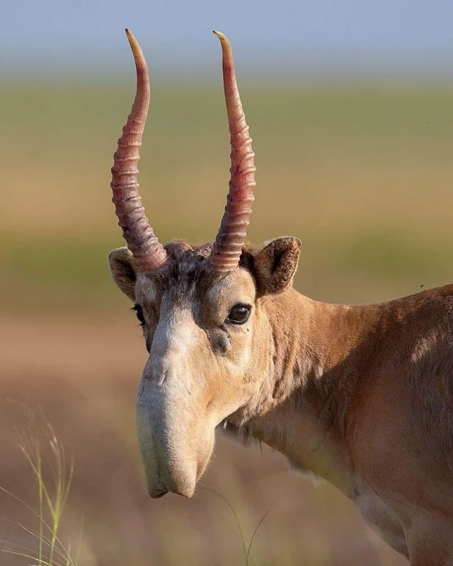 Linh dương Saiga.