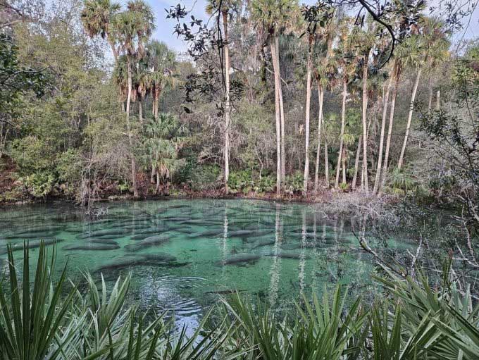 Số lượng lợn biển kỷ lục tụ tập trong vùng nước ấm áp ở Công viên bang Blue Spring, Florida, ngày 21/1. (Ảnh: Công viên Bang Blue Spring)