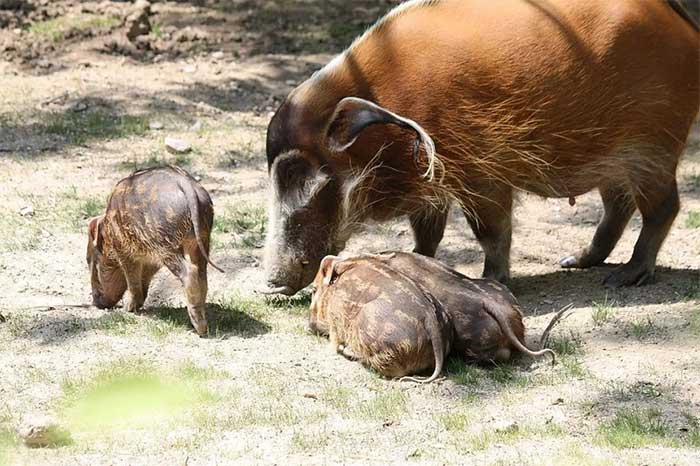 Lợn lông đỏ có tính lãnh thổ cao và những con đực bảo vệ 