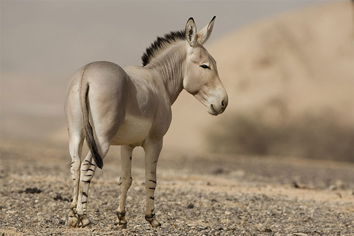 Lừa nhà hiện đại (Equus asinus) được lai tạo từ loài lừa châu Phi hoang dã (E. africanus) ở đông bắc châu Phi trong thời kỳ tiền triều đại của Ai Cập, khoảng 6.000 năm trước. (Ảnh: Foxnews).