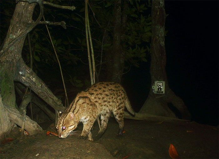 Một con mèo cá ở khu bảo tồn động vật hoang dã Peam Krasop - (Ảnh: Fauna & Flora/FCEE).