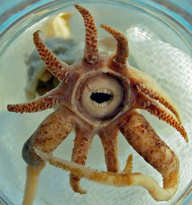 Mực Promachoteuthis Sulcus, một loài quý hiếm, thường sống ở độ sâu băng giá của Nam Cực. Sinh vật này có kích thước nhỏ, chỉ dài khoảng 25cm, nhưng sở hữu bộ hàm tròn giống con người, với những chiếc răng sắc nhọn xếp thành nhiều hàng. Đây là đặc điểm độc đáo phân biệt nó với các loài mực khác - (Ảnh: hypescience.com).