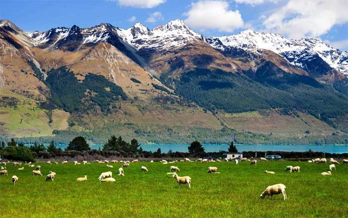  Hàng năm, gần 1/4 sản phẩm sữa của thế giới đến từ New Zealand. 